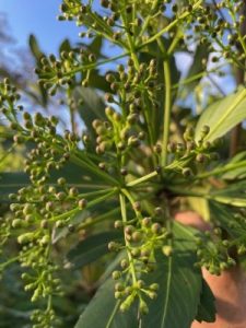 Pseudopanax adiantifolius