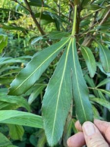 Pseudopanax adiantifolius