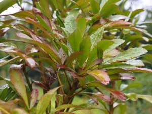 Pseudopanax ‘Moa’s Toes’