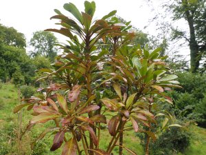 Pseudopanax ‘Moa’s Toes’