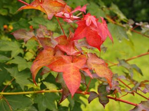 Acer cappadocicum ‘Aureum’