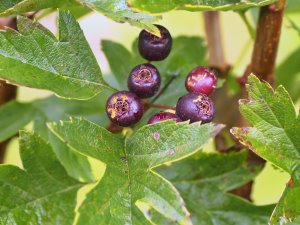 Crataegus chlorosarca