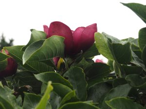 Magnolia ‘Antje Zandee’