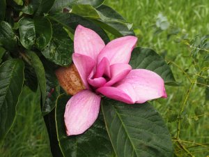 Magnolia ‘Apollo’