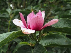 Magnolia ‘Caerhays Surprise’