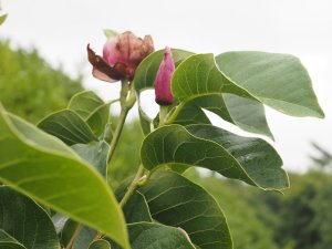 Magnolia ‘Diana’