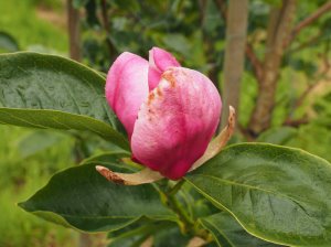 Magnolia ‘Wim Rutten’