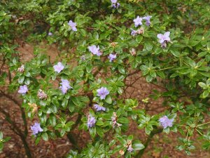 Rhododendrnon ‘Blue Tit’