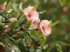 Eucryphia lucida ‘Pink Cloud’