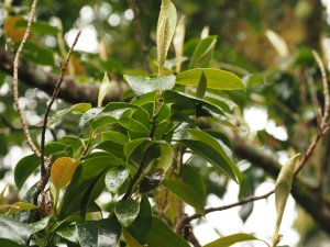 Magnolia nitida