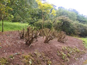 hydrangea pruning