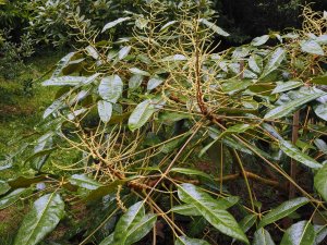 Schefflera delavayi