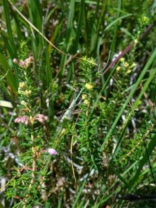Erica x williamsii