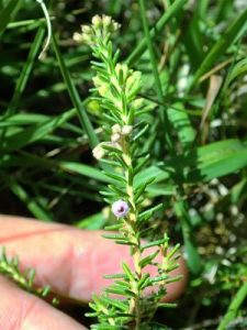Erica x williamsii