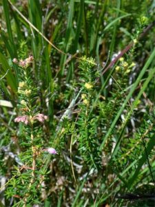 Erica x williamsii