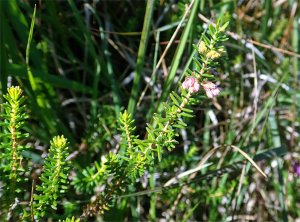 Erica x williamsii