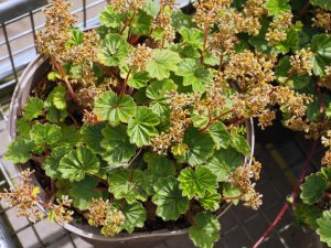 Alchemilla pectinatus