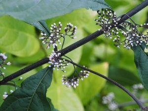 Callicarpa kwangtungensis