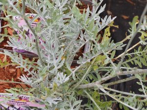 Centaurea ‘Silver Feather’