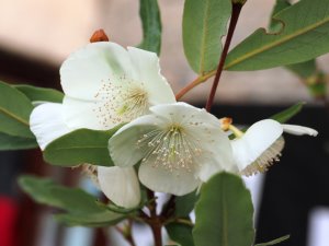 Eucryphia × hillieri ‘Winton’