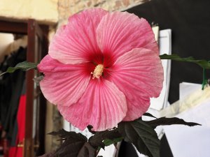 Hibiscus moscheutos ‘Starry Starry Night’