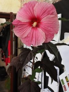 Hibiscus moscheutos ‘Starry Starry Night’