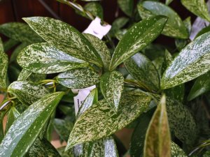 Hoya carnosa ‘Silver Spots’