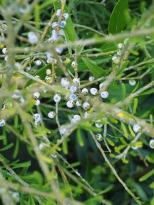 Melicytus crassifolius