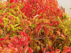 Parthenocissus quinquefolia