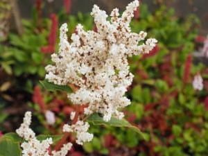 Persicaria alpina