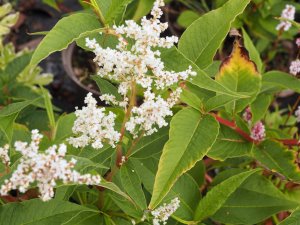 Persicaria alpina