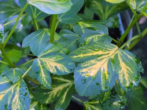 Pseudopanax ‘Gecko Gold’