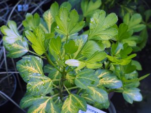 Pseudopanax ‘Gecko Gold’