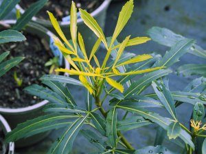 Pseudopanax ‘Gold Finger’