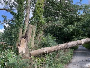 large rotten ash