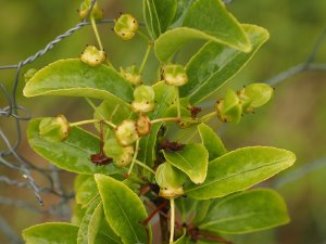 Euonymus carnosus (NMWJ 14515)