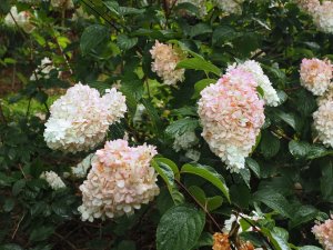 Hydrangea paniculata ‘Vanille Fraise’