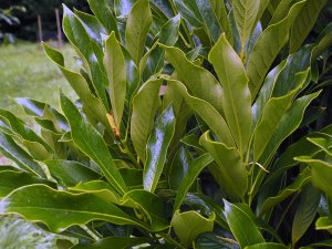 Lithocarpus edulis