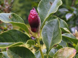 Magnolia ‘Genie'