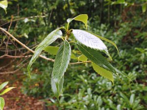 Quercus kiukiangensis