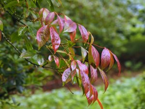 Acer henryi