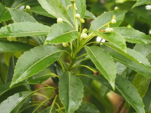 Cornus Schima superba