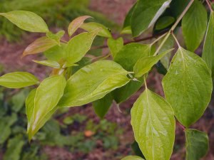 Cornus macrophylla