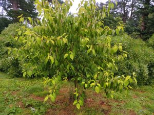 Cornus macrophylla