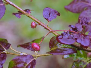 Euonymus oxyphyllus (BSWJ 10815)