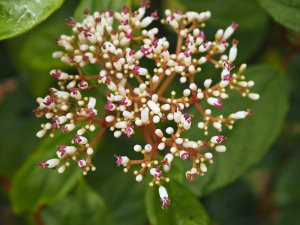 Viburnum coriaceum (now V. cylindricum)