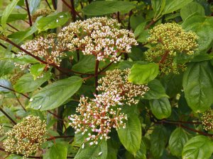 Viburnum coriaceum (now V. cylindricum)