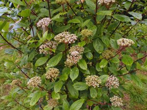 Viburnum coriaceum (now V. cylindricum)