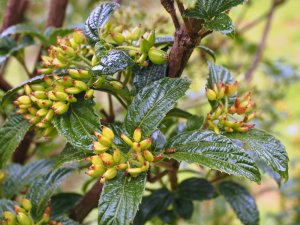 Viburnum hoanglienense