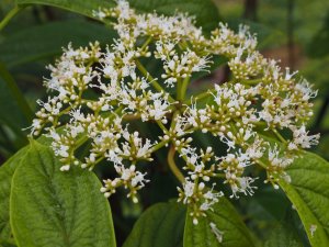 Viburnum sambucinum